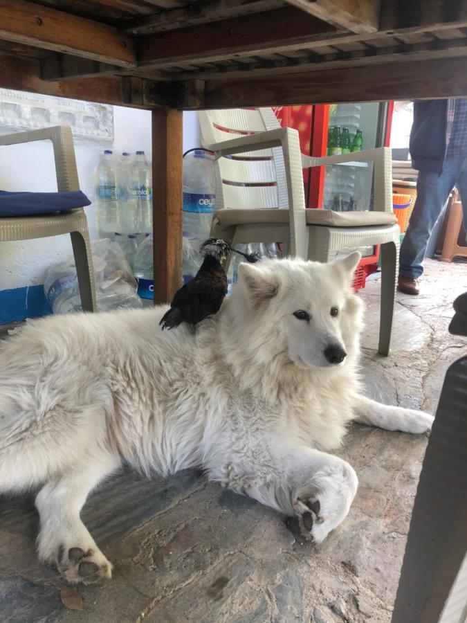 Zirkon Doga Butik Otel Fethiye Eksteriør bilde